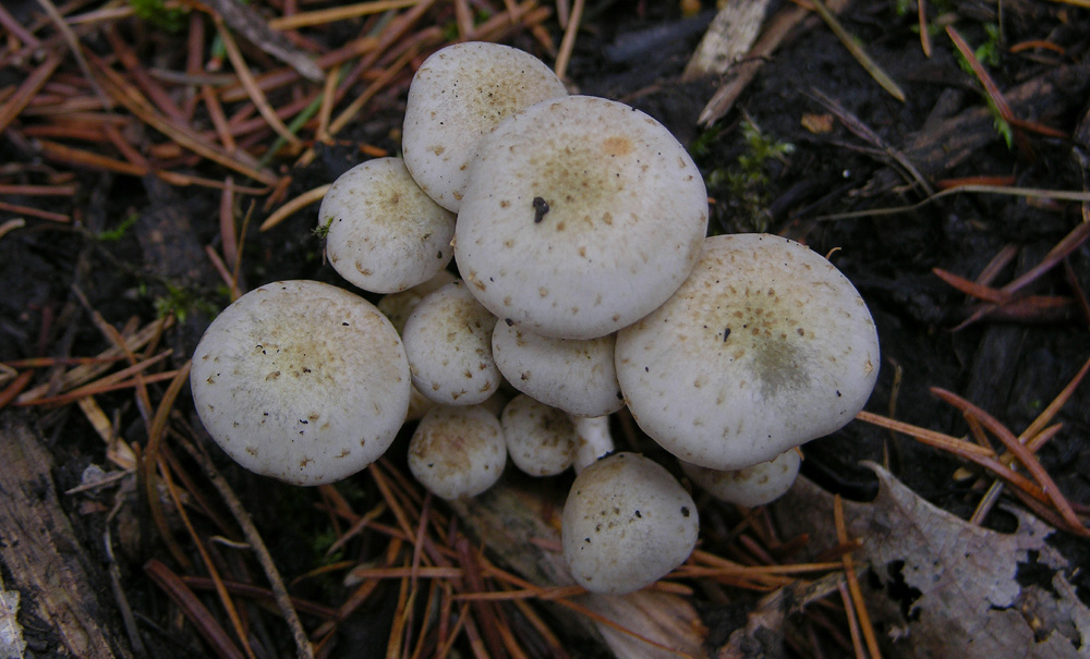 Come diventa Pholiota gummosa da vecchia...?